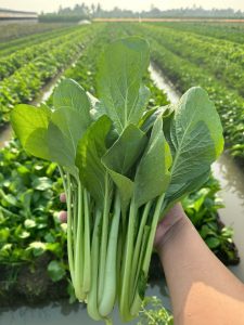 Z6166035098370 131c1dd89e6644f15d5d30ab68b908f5