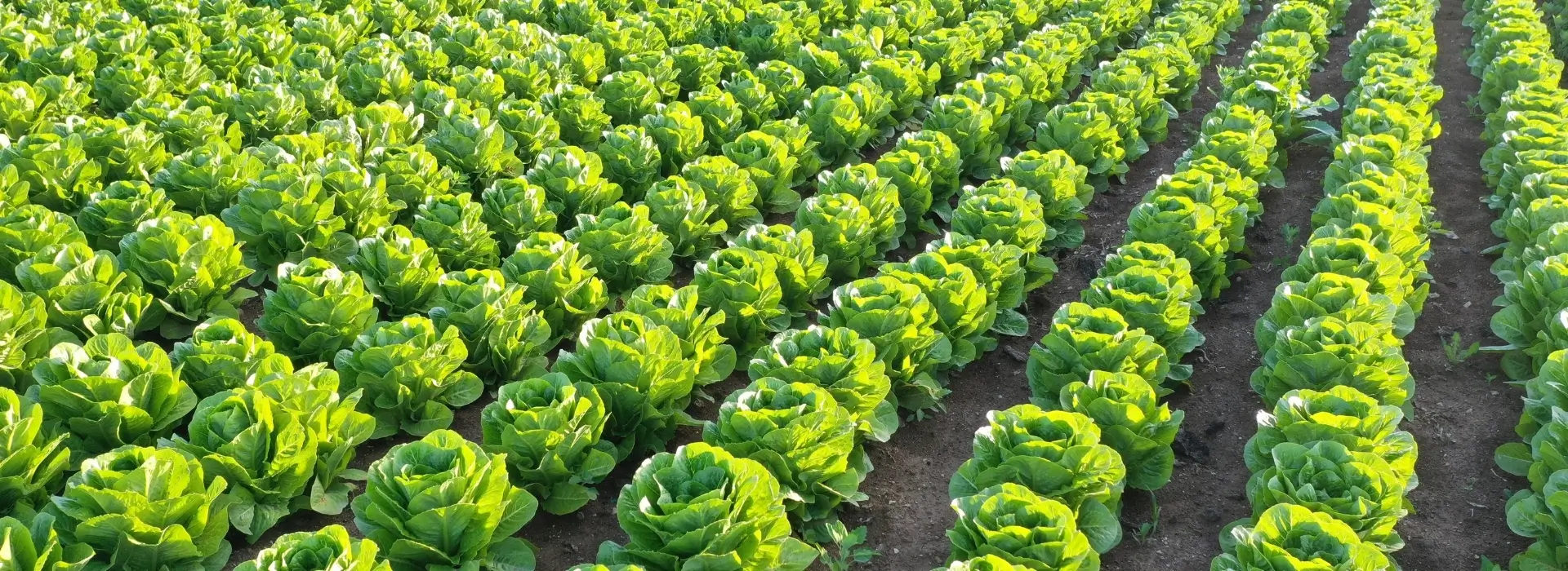 Green and White Modern Nature Presentation